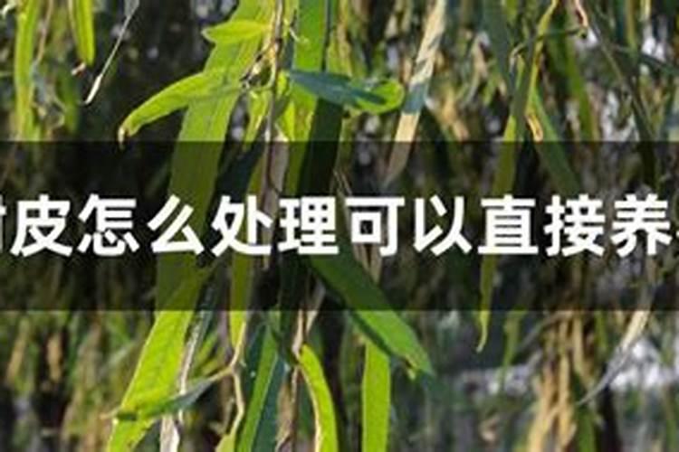 捡一些种花的“黑皮”放到土里“养肥”呼吸植物就不会有黄叶了!百度...