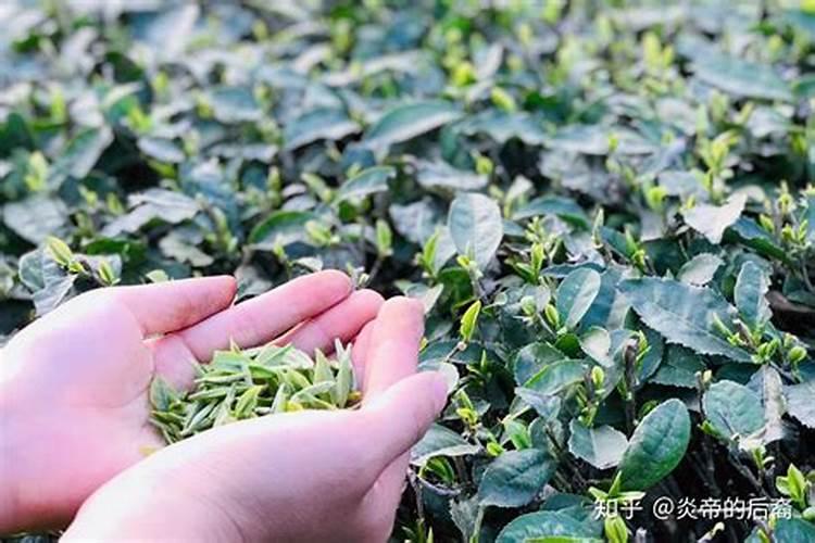 宝清白瓜子种植技术