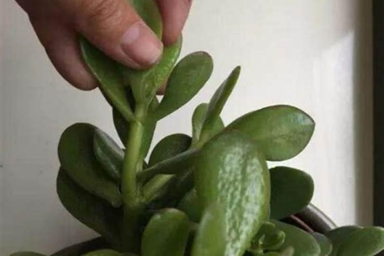 玉树换盆多久生根杀虫 玉树换盆需要多长时间生根杀虫