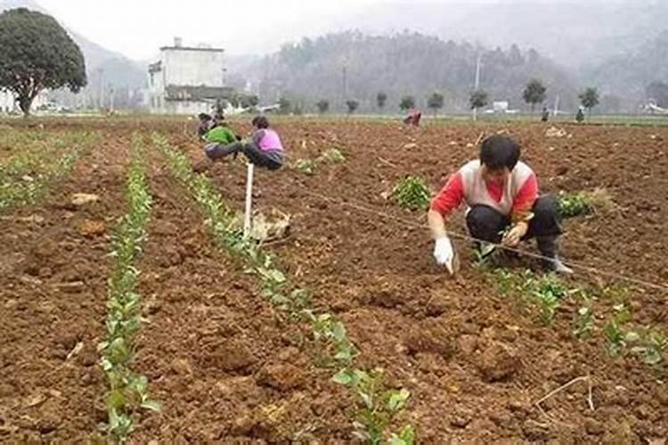 茶苗移栽后多久施肥