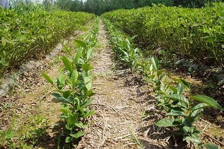 茶苗移栽最佳时间,移栽后多久施肥？怎么修剪管理？