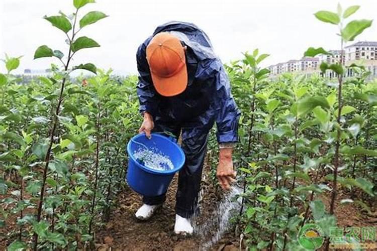 草莓现蕾期冲什么肥