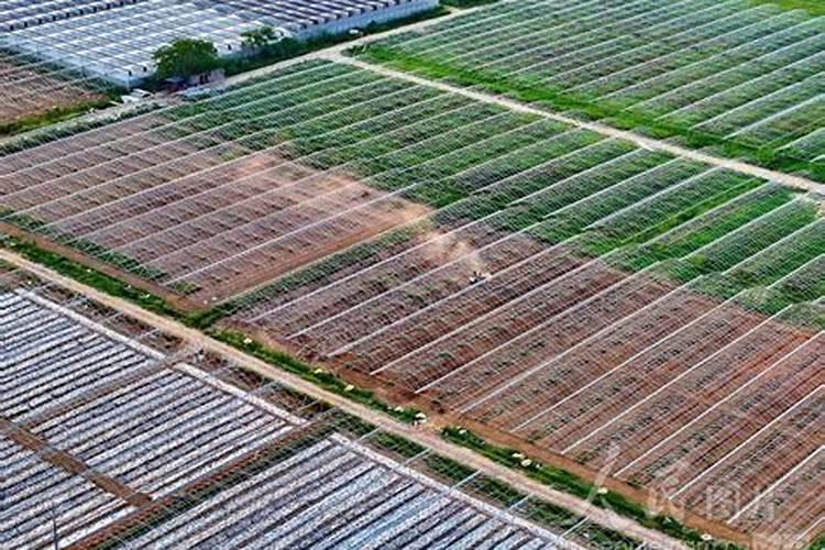 肥料发酵剂和菌肥可以用于果蔬种植么？怎么用