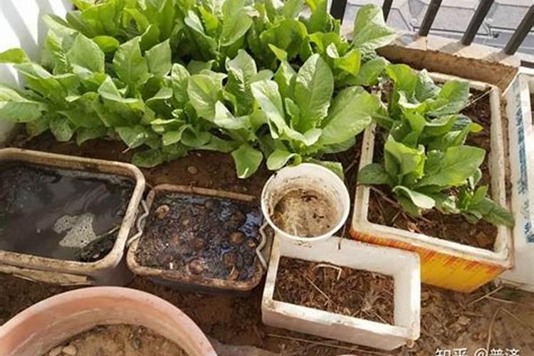家里种菜多久施肥一次
