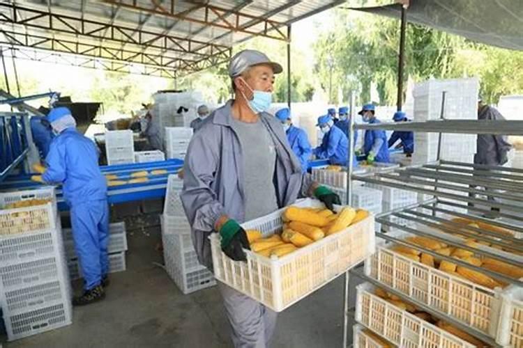 肥料十大名牌玉米专用肥