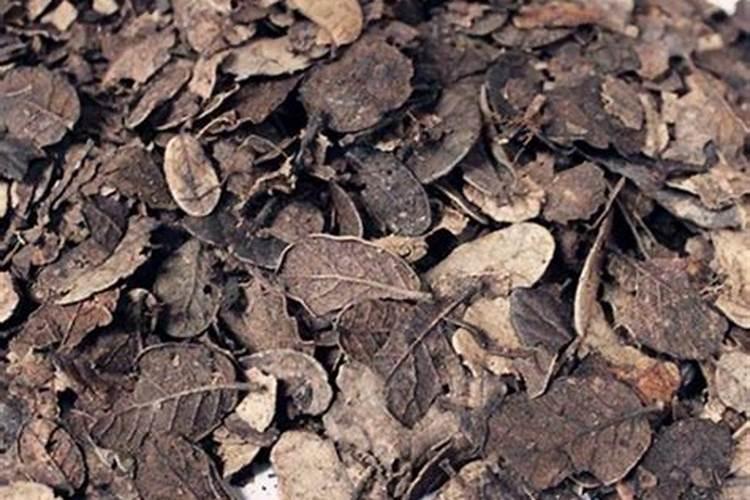 最好的天然松塔香具备哪些特质？