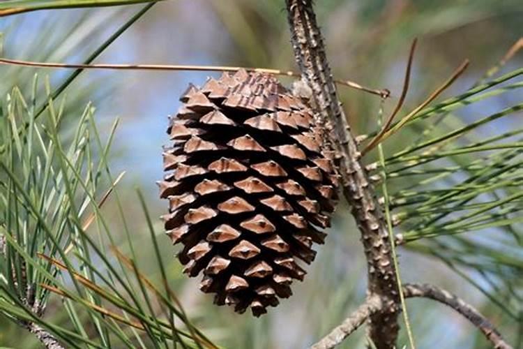 松塔怎么做好吃,松塔的吃法