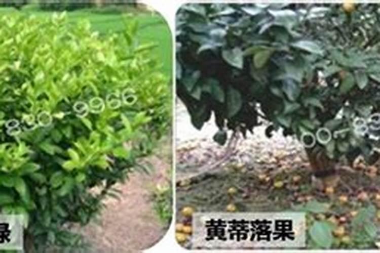 柑橘嫁接成活后需要摘顶吗？
