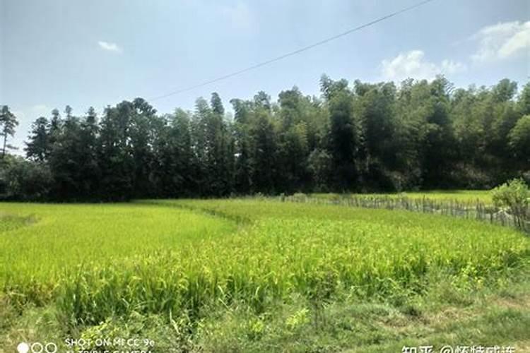 什么菜要施化肥