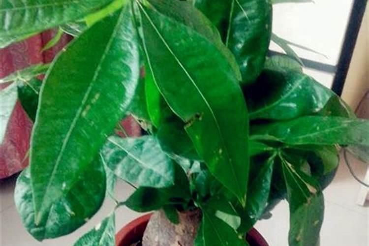 五彩石竹种子多少钱一斤,种植后如何管理