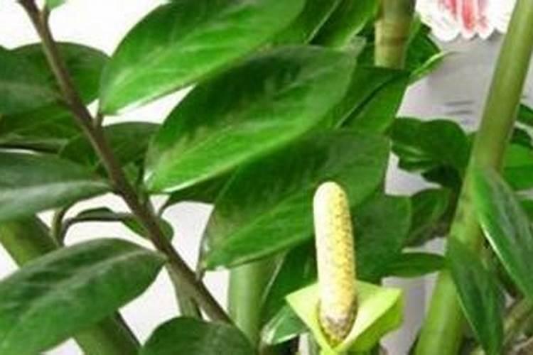 招财树用什么肥料好