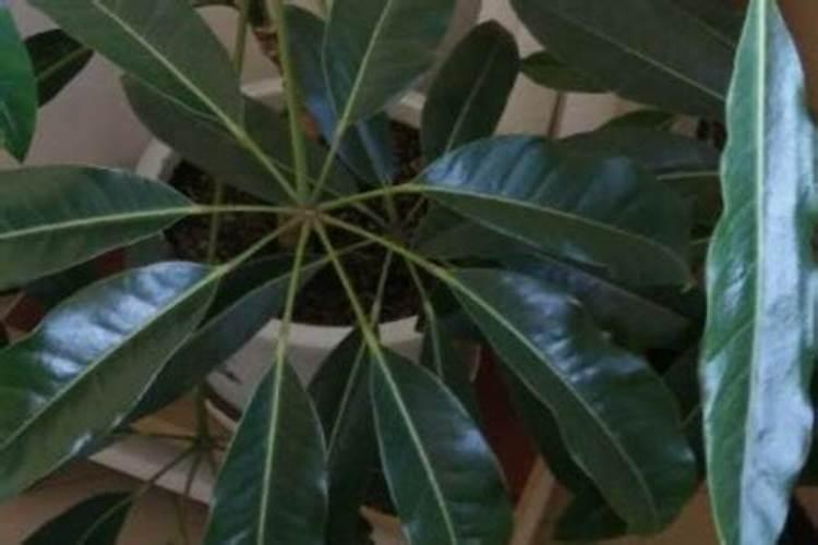 适合水培的蔬菜有哪些啊