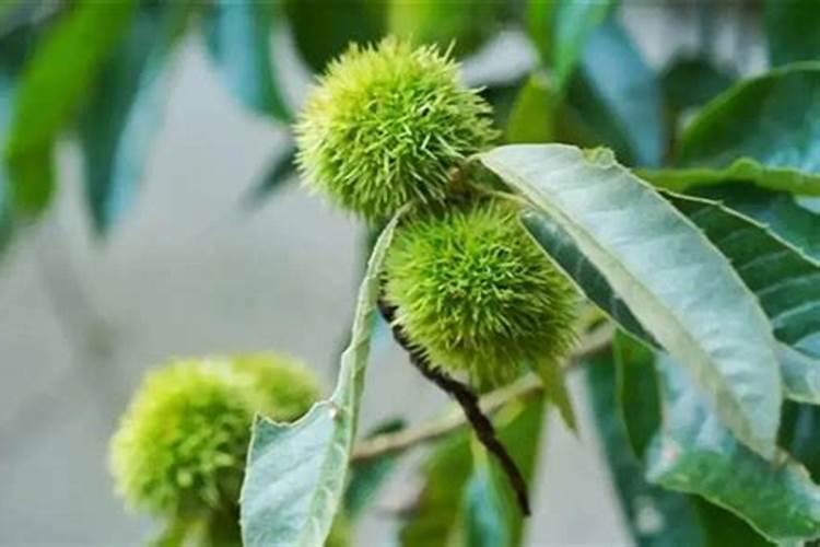 秋后栗树施什么肥最好