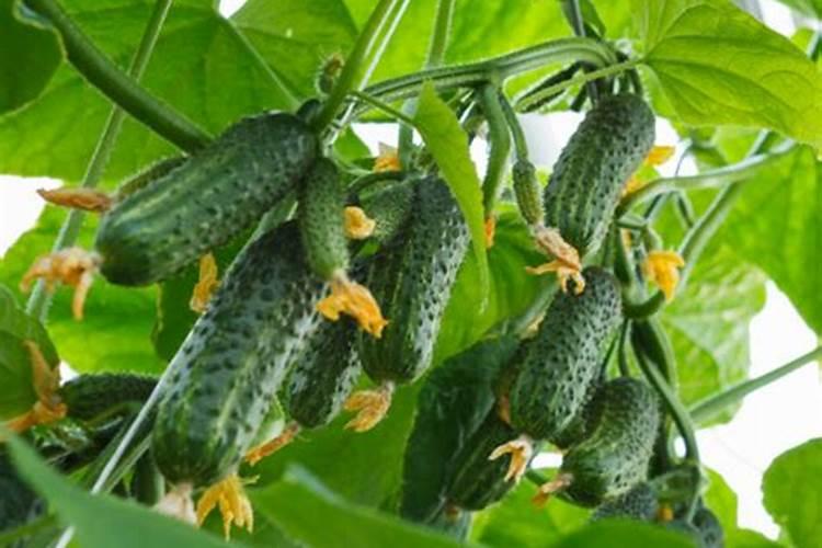 草莓施什么肥料果大