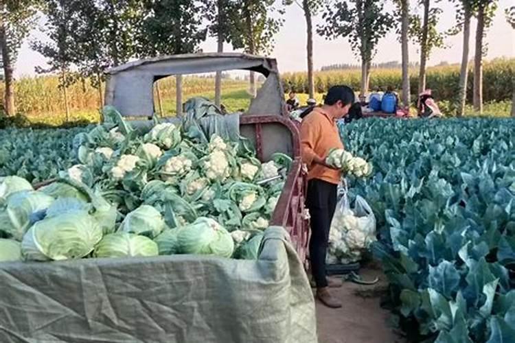 花菜施肥什么合适？花菜追肥用什么更高产