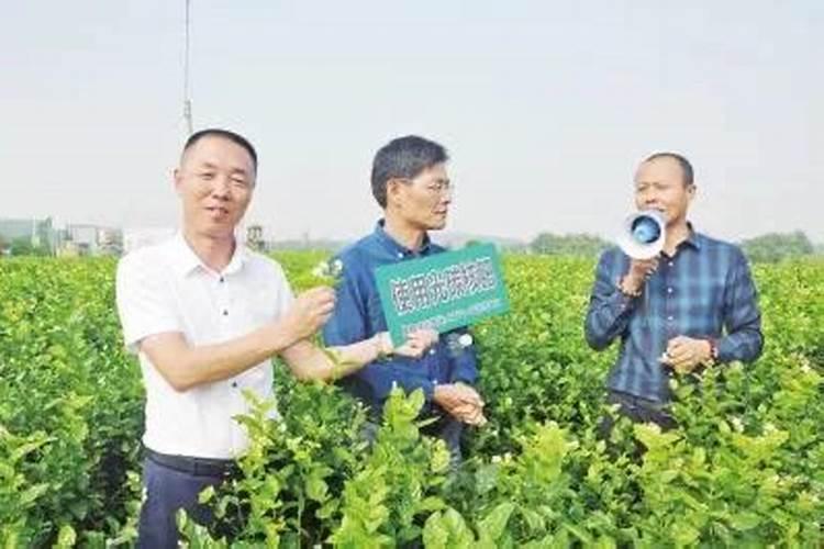 果树促花用什么叶面肥好？