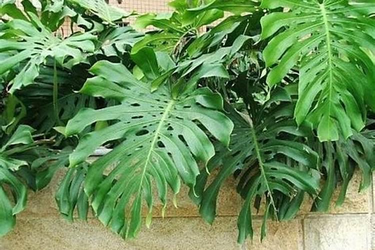 茶叶施肥用什么肥料好 茶叶树种生长分为几个时期