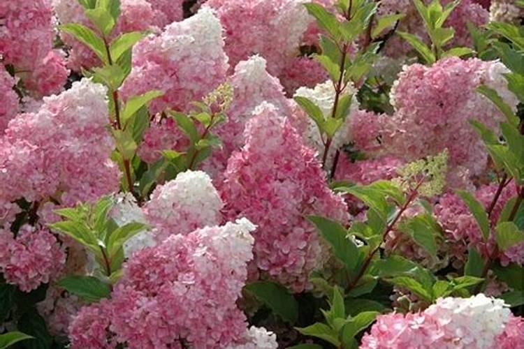 绣球花施肥时间和方法