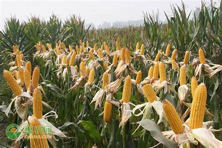 玉米使用叶面肥有什么效果？