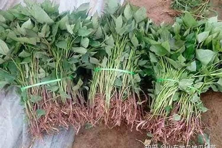 种红薯什么时候施肥 种红薯什么时间施肥利于生长