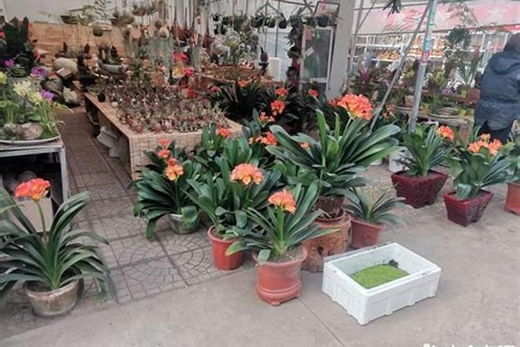 叶面肥有哪些牌子 排行榜都有哪些上榜