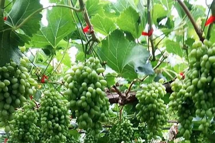 氮肥、磷肥、钾肥是农业生产中最主要的化肥,用最简便的方法区别这三类化...
