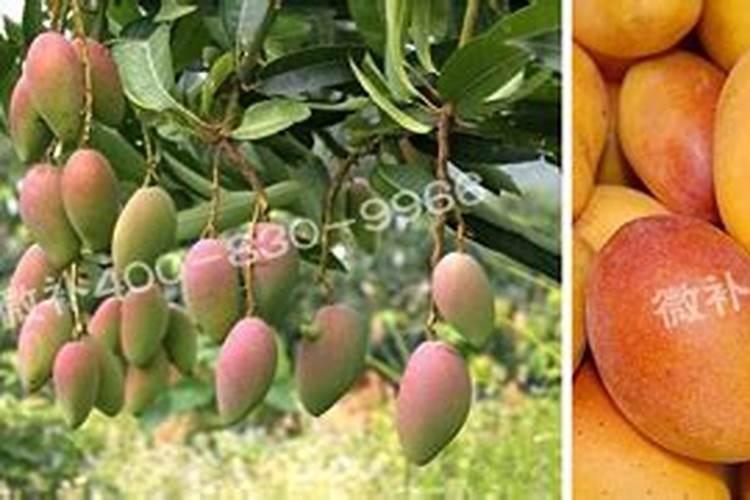 芹菜后期冲什么肥料好