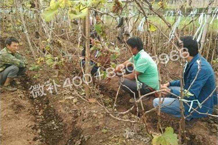 进入四月份以后,应该如何管理多肉植物呢？