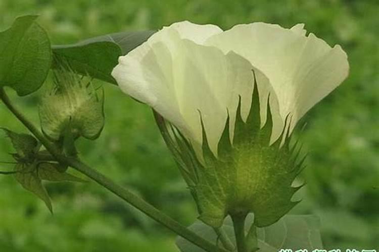 棉田怎样合理施用硼肥？