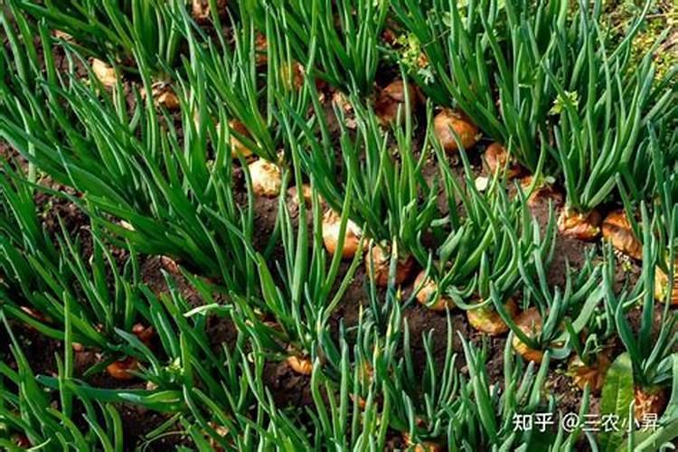 洋葱种植技术和管理方法