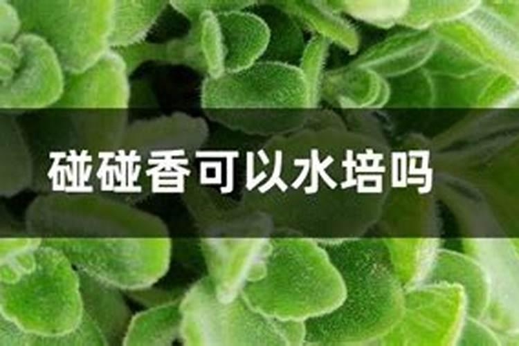 常量元素和微量元素记忆口诀 常量元素和微量元素有哪些