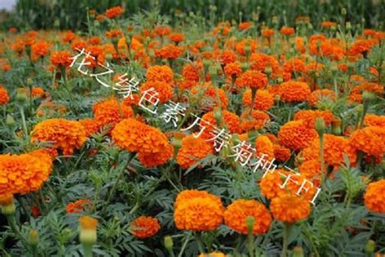 万寿菊怎么施肥,4个步骤施肥使其茂盛