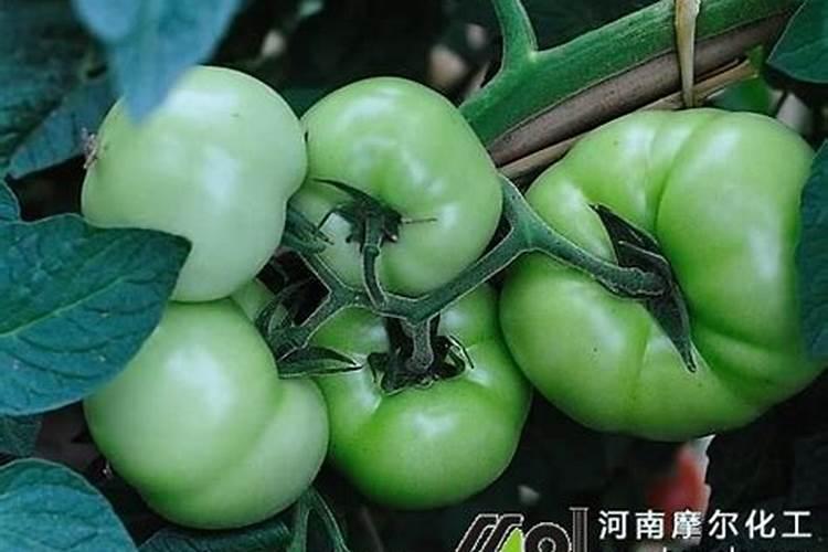 西瓜膨果期用什么肥料