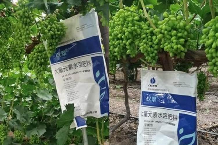 三角枫怎样摘叶？