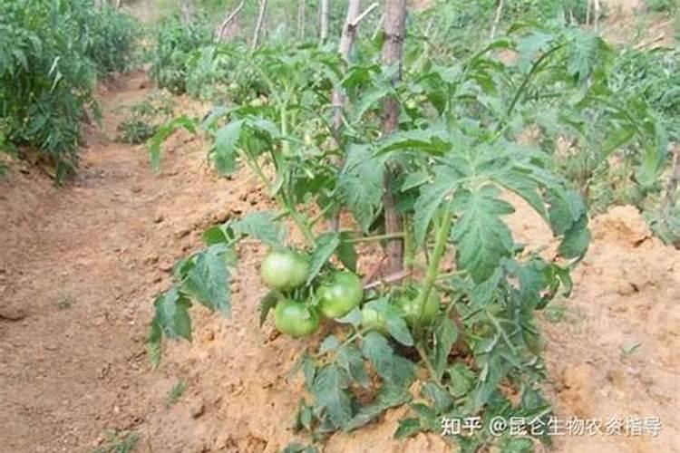 大门两边栽板栗好吗？