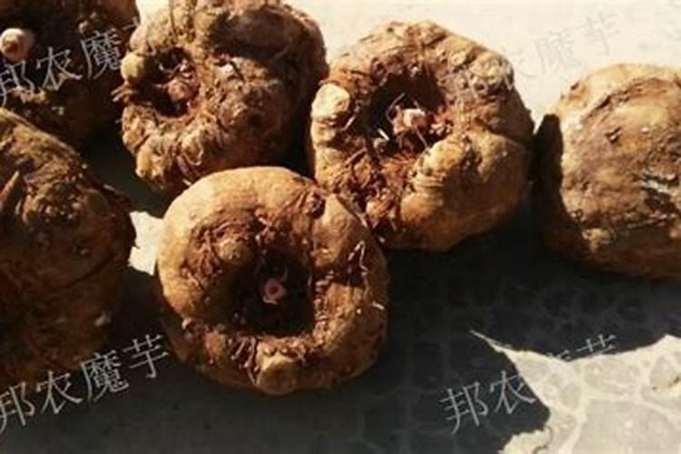 做魔芋为什么要放烧柴的灰