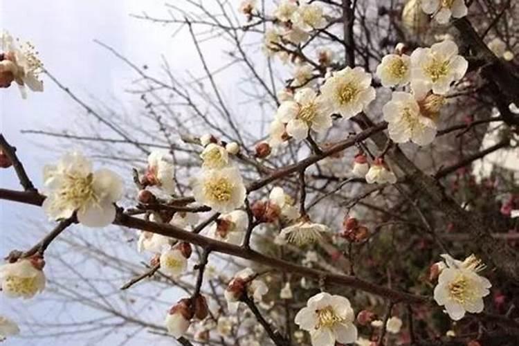 梅花施肥时间和方法