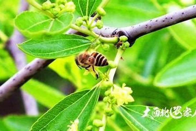 枣树如何施肥