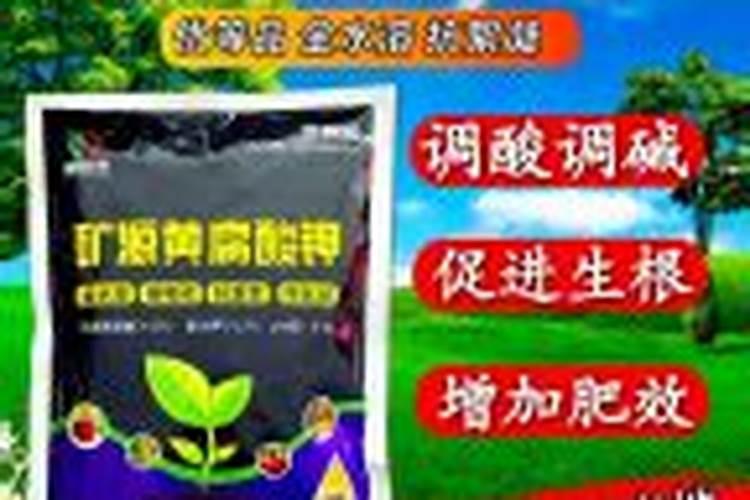 玉米的价格是多少