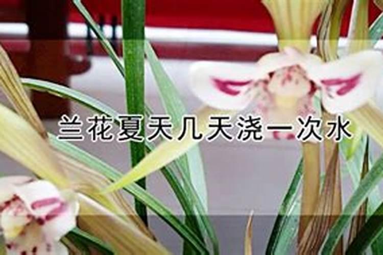 兰花如何喷叶子