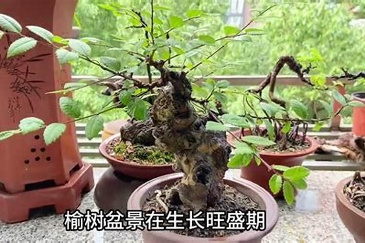 红花能施硼肥吗？