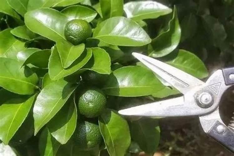 柑橘如何控梢保花保果？