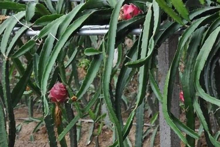 辣椒什么时候施用磷肥效果好？种植辣椒可以经常浇水吗？