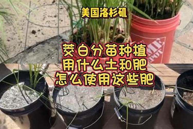 大棚栽培茭白注意事项 茭白怎么养殖比较好