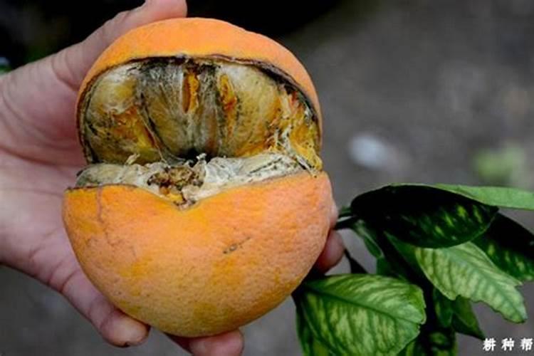 脐橙裂果用什么肥料可以预防？什么时候可以预防？细究橙子裂果的原因