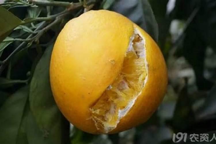 怎样让脐橙果面光滑鲜亮