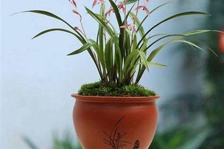 冬桃栽培技术