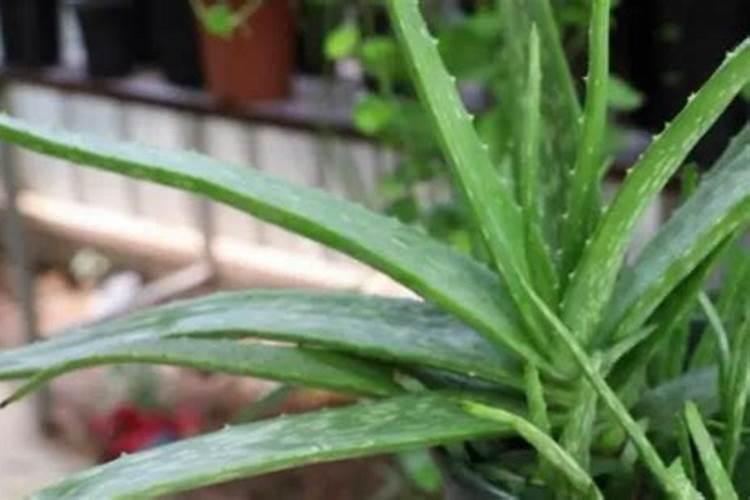 李子开花怎样保花保果
