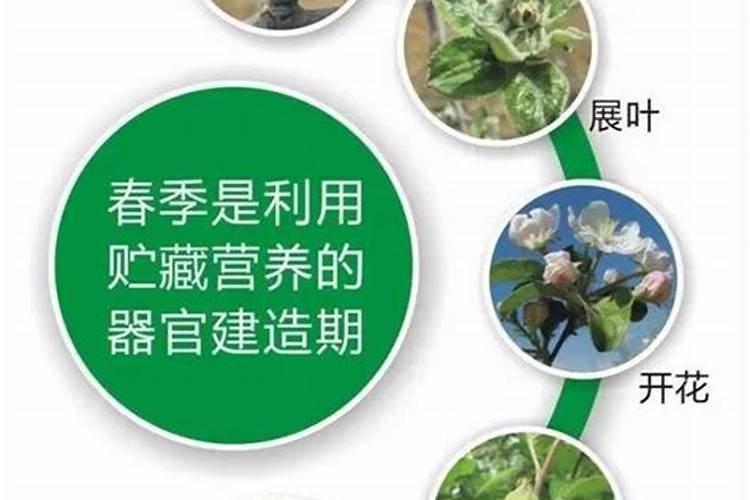 金边吊兰什么时候追肥
