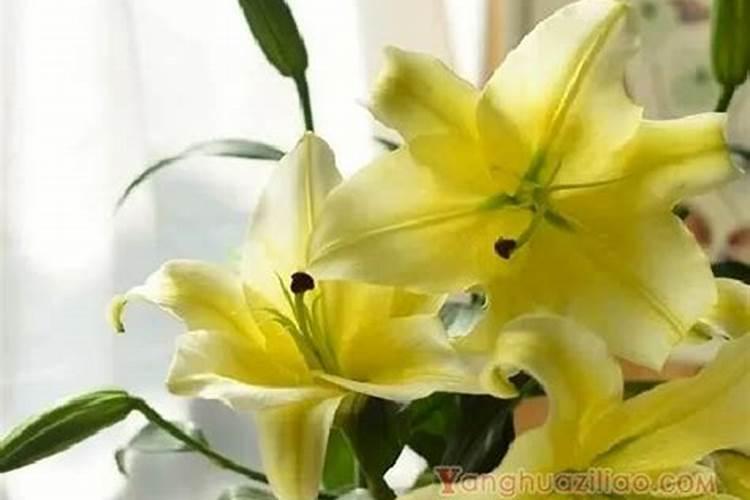 百合花长花苞了要施肥
